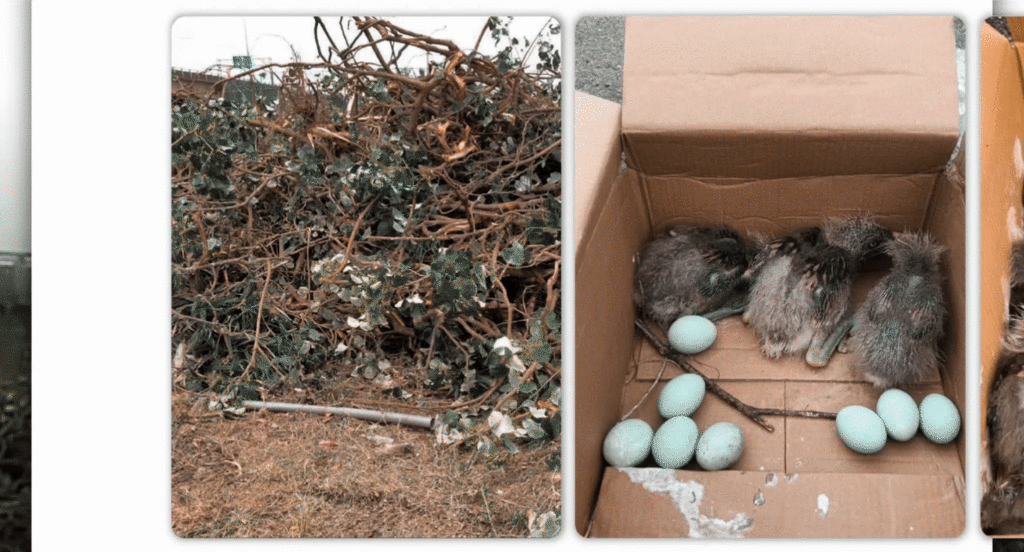 動圖：國一甲施工砍下的樹枝，與紙箱中搶救回的雛鳥和鳥蛋