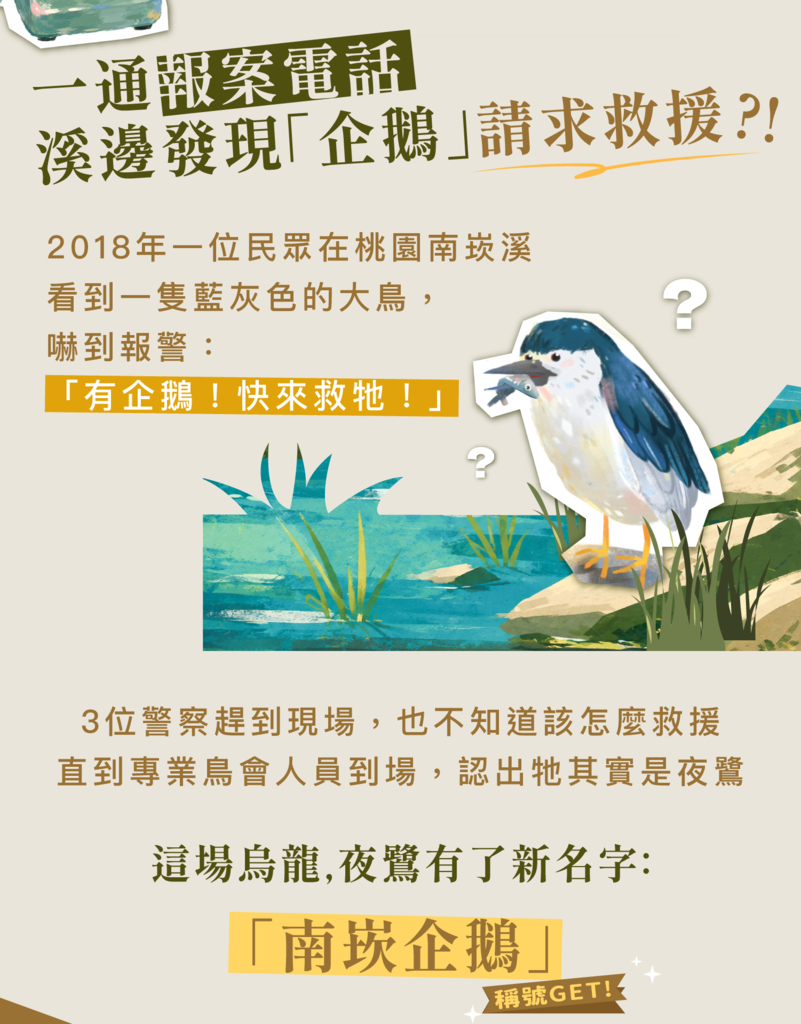 插畫:民眾誤把夜鷺當企鵝報警,夜鷺因此得名「南崁企鵝」