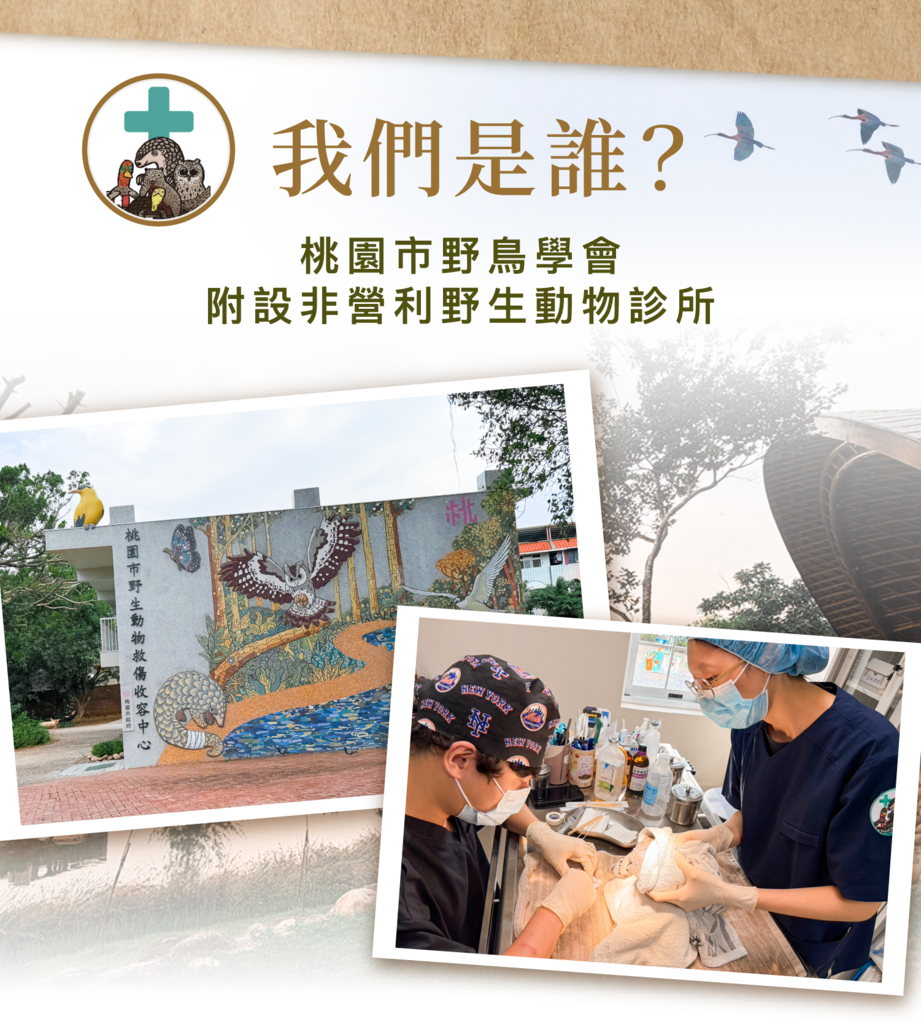 桃園市野鳥學會附設非營利野生動物診所外觀與醫療團隊