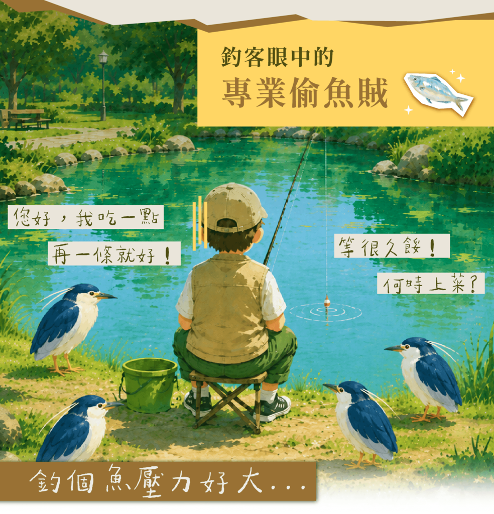 插畫:夜鷺圍在釣客身旁等魚吃,被稱為專業偷魚賊