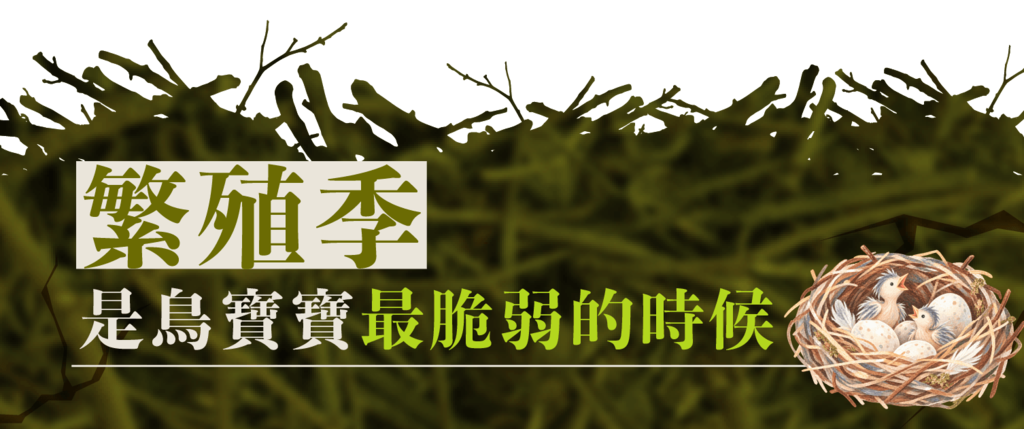 標語圖:繁殖季是鳥寶寶最脆弱的時候