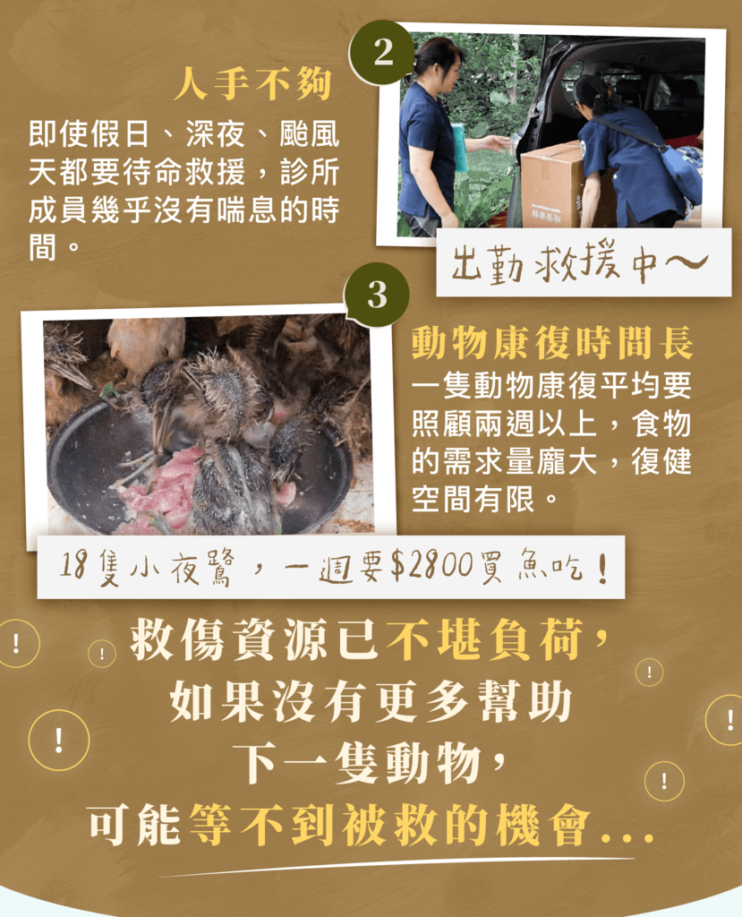 診所困境:人手不夠、動物康復期長,救傷資源不堪負荷