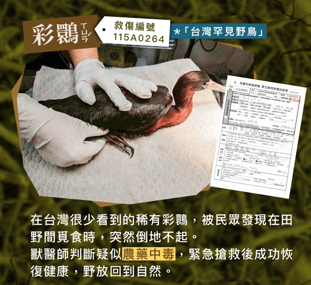 救傷案例:稀有彩鷸疑似農藥中毒,搶救後成功野放