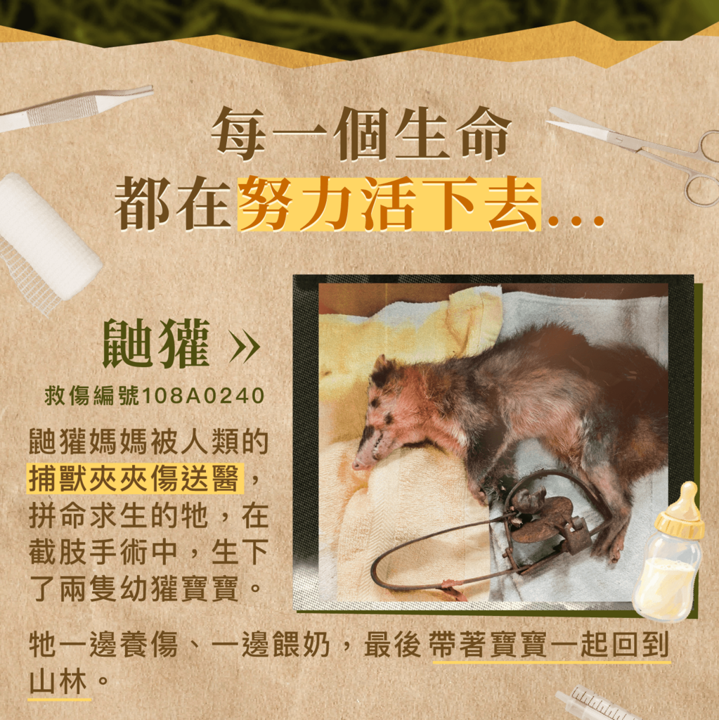 救傷案例:鼬獾媽媽被捕獸夾夾傷截肢,產下兩隻幼獾
