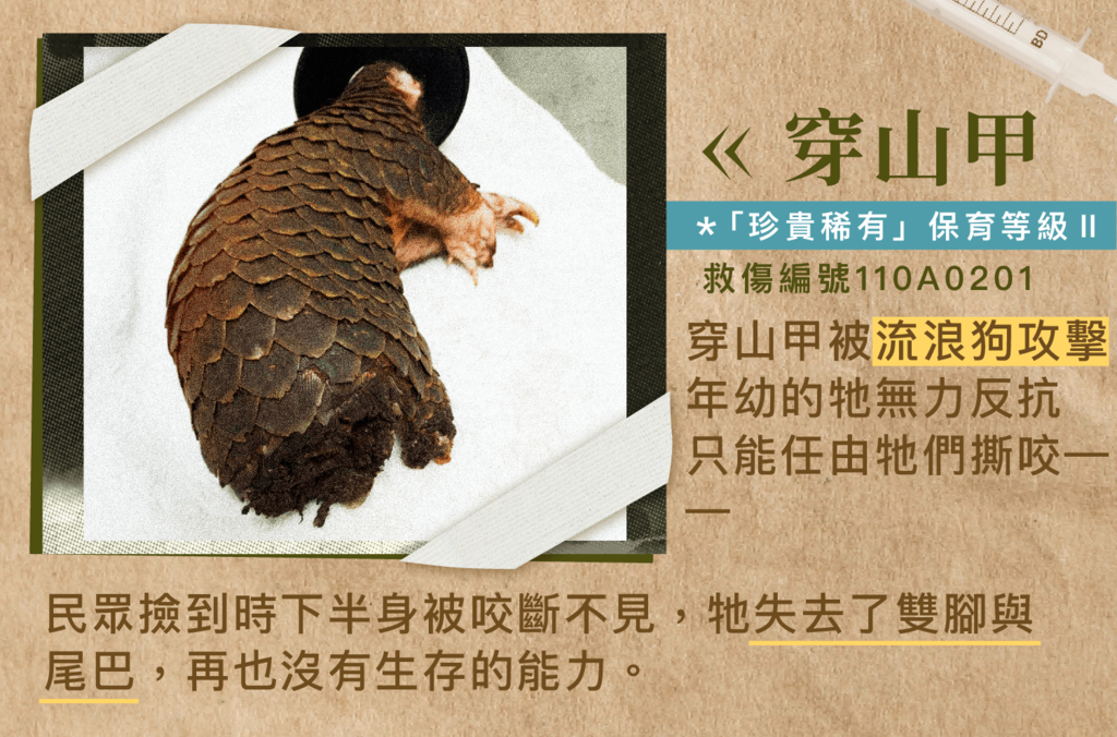 救傷案例:穿山甲遭流浪狗攻擊,失去雙腳與尾巴