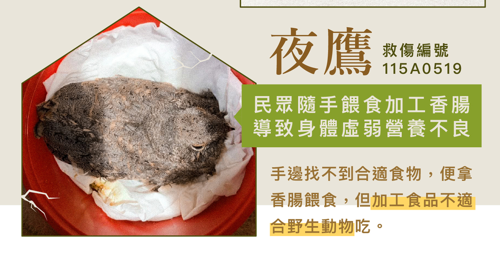 救傷案例:夜鷹被民眾餵食加工香腸,導致虛弱營養不良