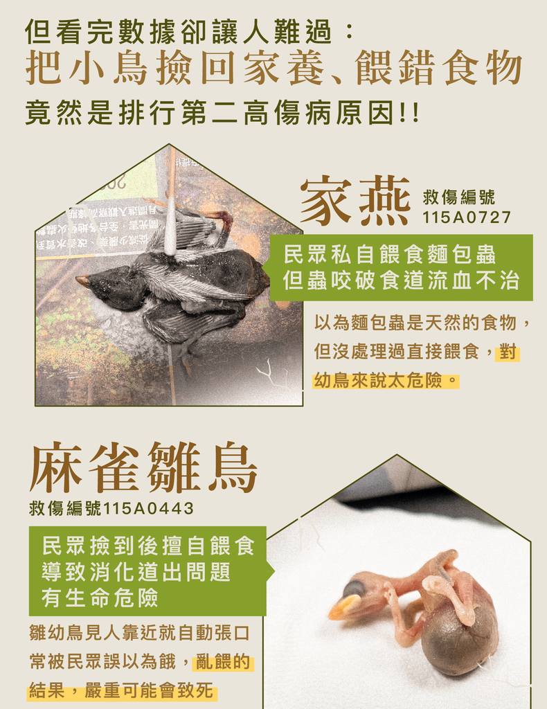救傷案例:家燕與麻雀雛鳥被民眾撿回家餵錯食物而受傷