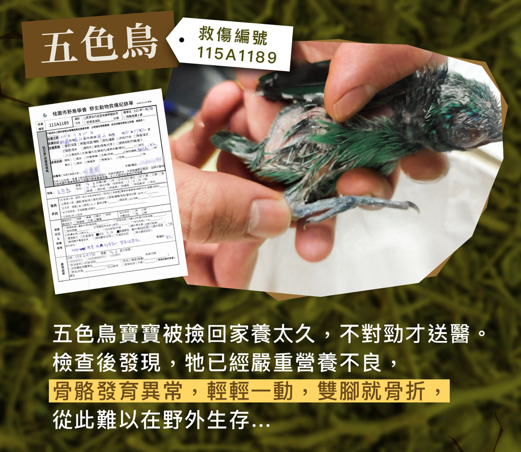 救傷案例:五色鳥在家被餵養過久,嚴重營養不良,骨骼發育異常